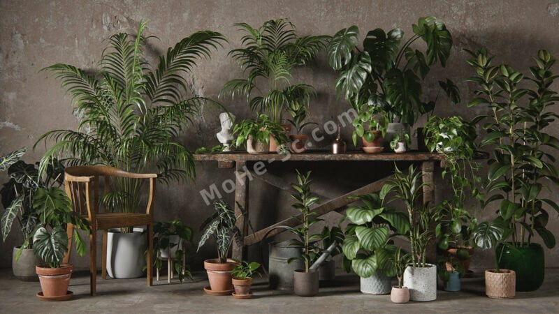 室内绿植盆栽植物3D模型 3DCollective – Interior Plants Pack 01 (3DS MAX/OBJ格式)-MOHE素材库-设计行业的乐园，各类素材的矿山！