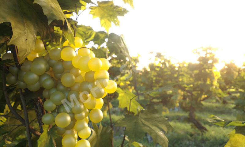 Nouvelle Mesure Lab – Dionysus Vineyard Pack 葡萄园植物3D模型 包含3DS MAX和FBX格式，支持Corona和Vray渲染器-MOHE素材库-设计行业的乐园，各类素材的矿山！