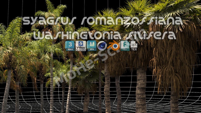 12组棕榈树植物树木3D模型 Renderhub – Syagrus Romanzoffiana and Washingtonia Filifera-MOHE素材库-设计行业的乐园,各类素材的矿山!