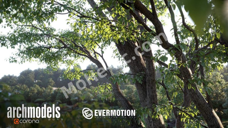 Evermotion – Archmodels for Corona vol.1 100组植物树木3D模型 [ .MAX格式 ]-MOHE素材库-设计行业的乐园，各类素材的矿山！